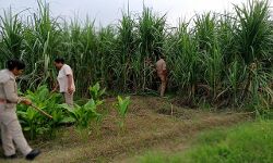 आबकारी विभाग ने अभियान चलाकर बरामद की कच्ची दारू-मचा हडकंप आबकारी विभाग ने अभियान चलाकर बरामद की कच्ची दारू-मचा हडकंप
