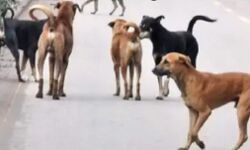 कुत्तों की बढती आबादी रोकने को अब चलाया जाएगा ऐसा अभियान