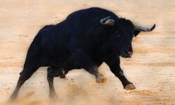 रक्षाबंधन पर भाई की कलाई रह गई सुनी- सांड ने पटक पटककर दिया मार रक्षाबंधन पर भाई की कलाई रह गई सुनी- सांड ने पटक पटककर दिया मार