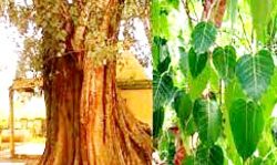 काटने पर पेड़ का उभरा दर्द