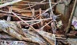 भारी बारिश में मकान गिरने से पांच लोग दबे