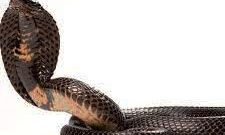 अजीबोगरीब-गुस्सा आने पर बच्ची ने सांप को काटा-हो गई मौत