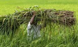 केंद्र सरकार किसानों पर हुई मेहरबान- किया यह बड़ा ऐलान केंद्र सरकार किसानों पर हुई मेहरबान- किया यह बड़ा ऐलान