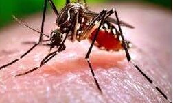डेंगू का कहर- 19 सिपाहियों समेत दो दर्जन से अधिक लोग बीमार