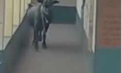 अस्पताल में घुसी भैंस पहुंची छत पर- डरकर लोग कमरे में हुए बंद अस्पताल में घुसी भैंस पहुंची छत पर- डरकर लोग कमरे में हुए बंद