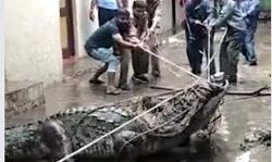 सड़क पर मॉर्निंग वॉक के लिए निकले मगरमच्छ को देख हुए दरवाजे बंद सड़क पर मॉर्निंग वॉक के लिए निकले मगरमच्छ को देख हुए दरवाजे बंद