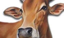 गाय ने दिया बिना पैरों के विचित्र बछडे को जन्म गाय ने दिया बिना पैरों के विचित्र बछडे को जन्म