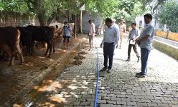 DM-CDO द्वारा गोवंश आश्रय स्थल का निरीक्षण कर दिये गयेे दिशा निर्देश DM-CDO द्वारा गोवंश आश्रय स्थल का निरीक्षण कर दिये गयेे दिशा निर्देश