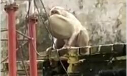 दरोगा जी की टोपी लेकर भागा बंदर, बड़ी मशक्कत के बाद मिली टोपी