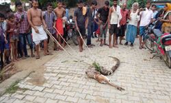 अजगर ने निगला नीलगाय का बच्चा, ग्रामीणों में दहशत