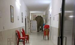 निरीक्षण करने के लिए पहुंचे हाथियों को सुनसान मिला अस्पताल निरीक्षण करने के लिए पहुंचे हाथियों को सुनसान मिला अस्पताल