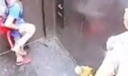 बच्चे को कुत्ते ने काटा- दर्द से कर्राहते देखती रही महिला- अब हुआ