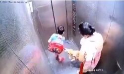 कुत्ते के साथ लिफ्ट में नहीं बल्कि अब सीढियां चढकर जाना होगा,आदेश जारी कुत्ते के साथ लिफ्ट में नहीं बल्कि अब सीढियां चढकर जाना होगा,आदेश जारी