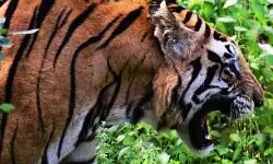 बाघ ने किया ऐसा हमला हुआ व्यक्ति इस प्रकार क्षत-विक्षत बाघ ने किया ऐसा हमला हुआ व्यक्ति इस प्रकार क्षत-विक्षत