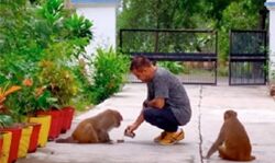 आईपीएस अफसर सिकेरा ने बंदरों से की दोस्ती - डाली पोस्ट आईपीएस अफसर सिकेरा ने बंदरों से की दोस्ती - डाली पोस्ट