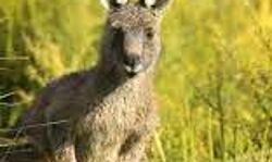 8 दशक बाद हुई दुर्लभ घटना में पालतू जानवर ने ले ली मालिक की जान 8 दशक बाद हुई दुर्लभ घटना में पालतू जानवर ने ले ली मालिक की जान