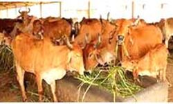 पशुपालन और कुटीर उद्योग पूरक के रूप में ये शामिल पशुपालन और कुटीर उद्योग पूरक के रूप में ये शामिल