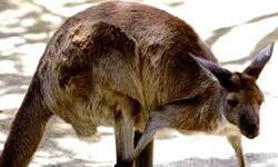 कंगारू ने मालिक की ली जान- एम्बुलेंस टीम को रोका- अब पुलिस मारेगी गोली