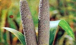 मोटे अनाज स्वास्थ्य हेतु रामबाण- PM मोदी ने इस फसल को लेकर कही यह बात