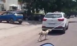 घर में घुसे कुत्ते को कार से घसीटा-टूट गया पैर और हो गया ऐसा हाल