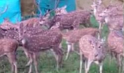 पीएम द्वारा लाए चीतों के लिए हिरण भेजने पर भाजपा नेता हुए आग बबूला