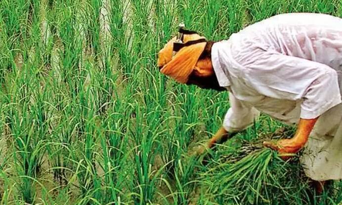 खुशखबरी- UP के विभिन्न जिलों से किसानों से सीधे खरीदी जाएगी धान