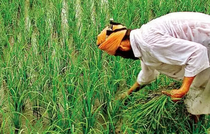 खुशखबरी- UP के विभिन्न जिलों से किसानों से सीधे खरीदी जाएगी धान