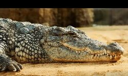 भैंस को नहलाने गया युवक ऐसे बन गया मगरमच्छ का निवाला भैंस को नहलाने गया युवक ऐसे बन गया मगरमच्छ का निवाला