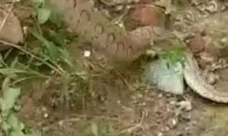 थाने में जहरीले सांप को देखकर पुलिस की बंधी घिग्घी व अटक गई सांसे थाने में जहरीले सांप को देखकर पुलिस की बंधी घिग्घी व अटक गई सांसे