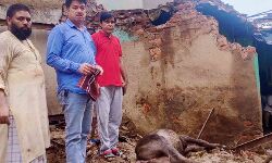 गरीब पर पड़ी प्रकृति की मार- मकान की छत में दबकर एक पशु की मौत गरीब पर पड़ी प्रकृति की मार- मकान की छत में दबकर एक पशु की मौत