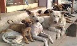 लो जी अब होगी जनसंख्या कम- शुरू हुई कुत्तों की नसबंदी लो जी अब होगी जनसंख्या कम- शुरू हुई कुत्तों की नसबंदी