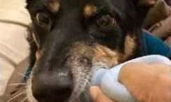 11 दिन से लापता डॉग पर इनाम हुआ घोषित- लाने वाले को मिलेगा इतना इनाम