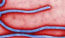 इस वायरस से मरने वालों की संख्या 17 हुई