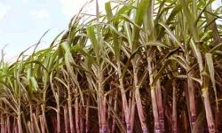 किसानों की बल्ले बल्ले- मंत्री के सख्त निर्देश- तुरंत होगा गन्ना मूल्य भुगतान