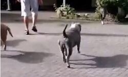 अब यहां भी लगा पिटबुल एवं रॉटविलर पर प्रतिबंध-लगेगा इतना जुर्माना