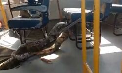 अजगर ने ऐसे थाम दी स्कूल बस की रफ्तार- मच गई अफरा तफरी अजगर ने ऐसे थाम दी स्कूल बस की रफ्तार- मच गई अफरा तफरी