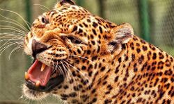 खेत के पास से मादा गुलदार का मिला शव- भेजा पोस्टमार्टम हाउस खेत के पास से मादा गुलदार का मिला शव- भेजा पोस्टमार्टम हाउस