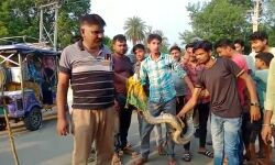 मॉर्निंग वॉक पर निकले अजगर को देख चौराहा हो गया जाम- लोगों की हवा.. मॉर्निंग वॉक पर निकले अजगर को देख चौराहा हो गया जाम- लोगों की हवा..