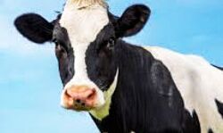 नहीं थम रहा है लंपी का कहर