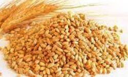 गेंहू का न्यूनतम समर्थन मूल्य इतने रुपये बढ़ा