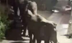 रिहायशी इलाके में घुसे हाथियों के झुंड ने करा दी कुंडी बंद और अटका दी.. रिहायशी इलाके में घुसे हाथियों के झुंड ने करा दी कुंडी बंद और अटका दी..