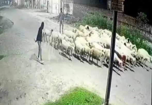 सपा पार्षद का भेड चोर पति एवं देवर अरेस्ट-चोरी हुई थी 20 लाख की भेड
