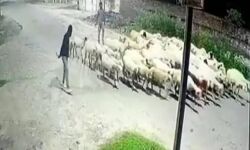 सपा पार्षद का भेड चोर पति एवं देवर अरेस्ट-चोरी हुई थी 20 लाख की भेड