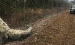 सड़क पर घूमता मिला विशालकाय मगरमच्छ सड़क पर घूमता मिला विशालकाय मगरमच्छ