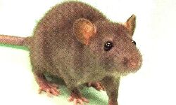 चूहों को लेकर कोर्ट से लगाई गुहार- जज ने किया जेल अधीक्षक को तलब