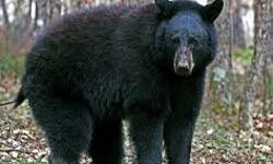 भालुओं के हमले से ग्रामीण की मौत भालुओं के हमले से ग्रामीण की मौत