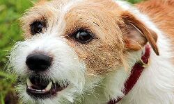 कुत्ता प्रेमियों को झटका- पाल सकेंगे केवल एक कुत्ता और उसके लिए भी.. कुत्ता प्रेमियों को झटका- पाल सकेंगे केवल एक कुत्ता और उसके लिए भी..