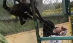 लंगूर से लिया पंगा तो लड़की को जान बचाने के पड गये लाले-ऐसे बची जान लंगूर से लिया पंगा तो लड़की को जान बचाने के पड गये लाले-ऐसे बची जान