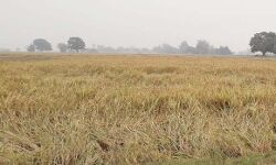 प्रशासन ने दिये निर्देश : पराली जलाई ताे होगी कड़ी कार्रवाई