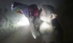 दारूबाज बंदर ने फैलाई दहशत-लोग अब छिपाकर ले जा रहे है शराब दारूबाज बंदर ने फैलाई दहशत-लोग अब छिपाकर ले जा रहे है शराब